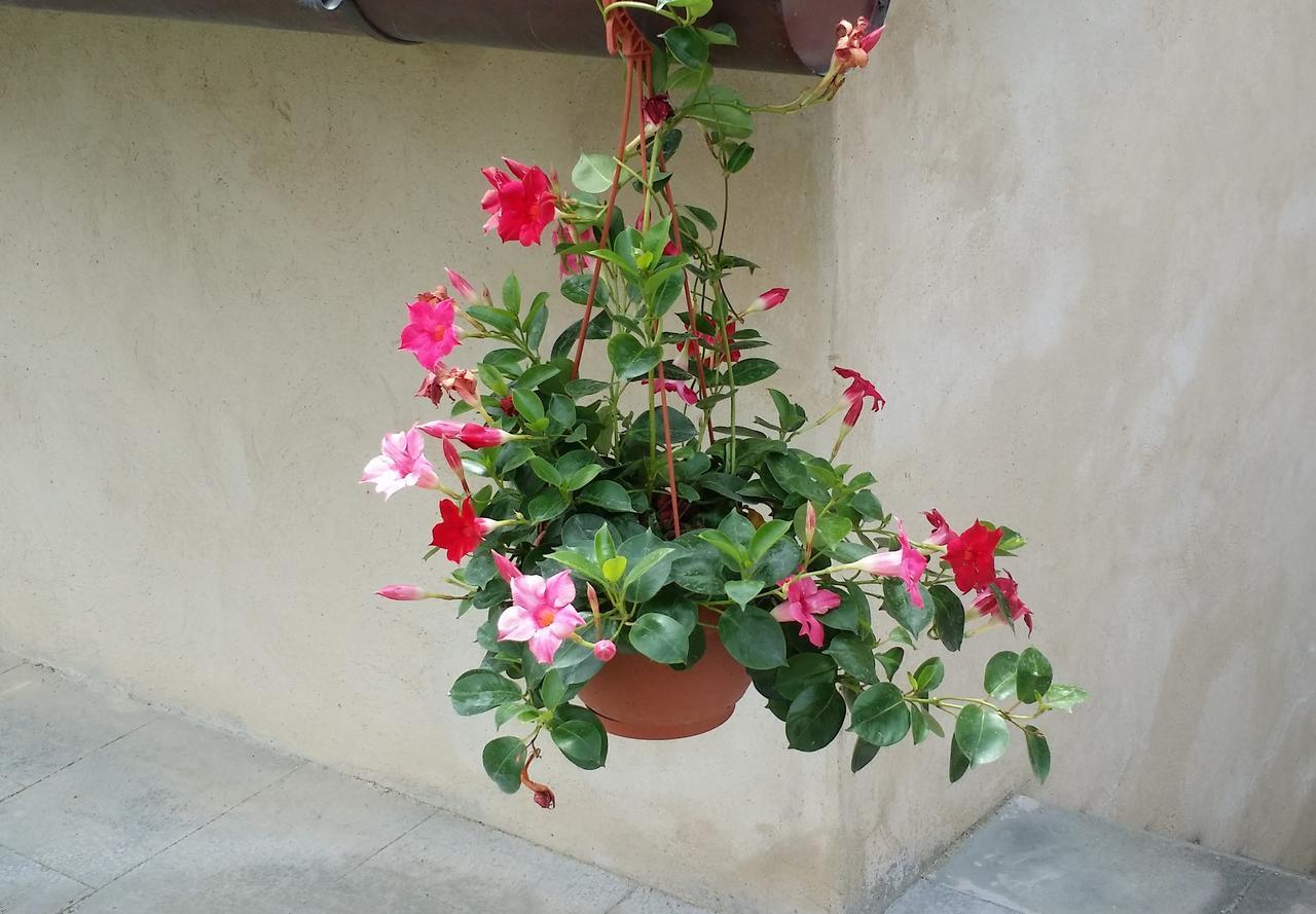 B&B Le Torri Di Firenze Fiesole Exteriör bild